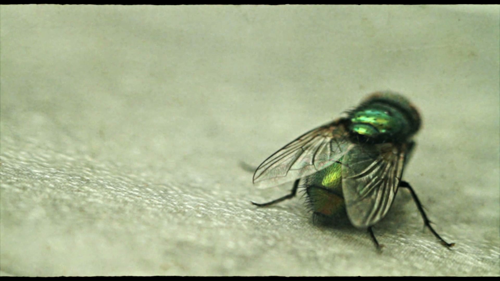 fliege